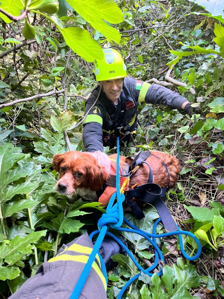 Cagnolino salvato dopo essere caduto in un dirupo grazie ai vigili del fuoco eroi