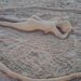 Donnalucata, le sculture di sabbia sulla riviera di Ponente attirano i bagnanti