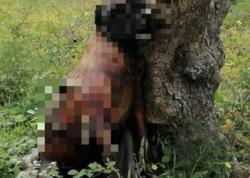 Cane impiccato a Ibla, l’intera città di Ragusa è scossa