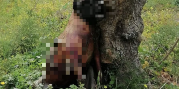 Cane impiccato a Ibla, l’intera città di Ragusa è scossa