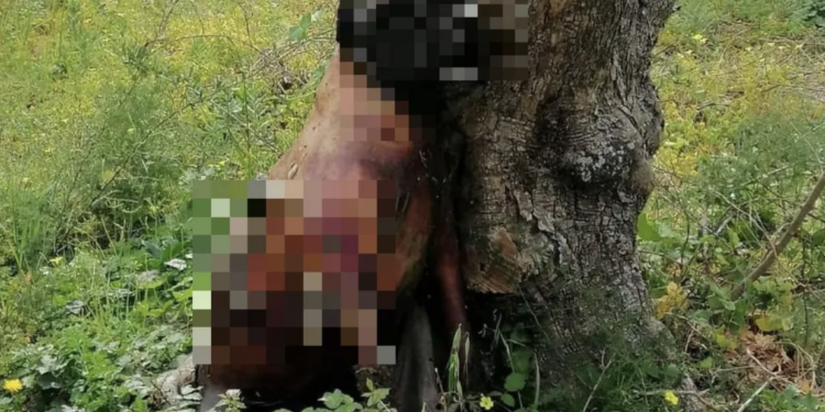 Cane impiccato a Ibla, l’intera città di Ragusa è scossa