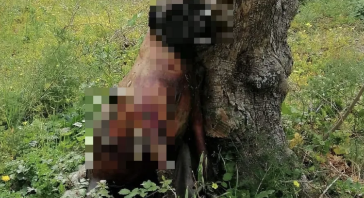 Cane impiccato a Ibla, l’intera città di Ragusa è scossa