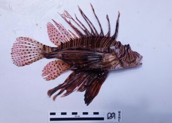 Arriva il pesce scorpione nel mare di Ragusa