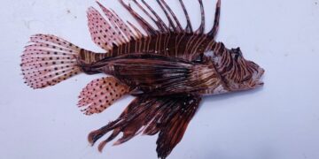 Arriva il pesce scorpione nel mare di Ragusa