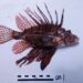 Arriva il pesce scorpione nel mare di Ragusa