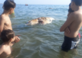 Tonno morto a Scoglitti, è il terzo in 24 ore