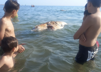 Tonno morto a Scoglitti, è il terzo in 24 ore
