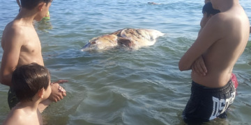 Tonno morto a Scoglitti, è il terzo in 24 ore