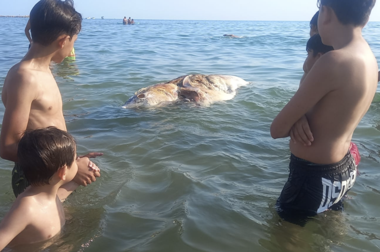 Tonno morto a Scoglitti, è il terzo in 24 ore