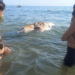Tonno morto a Scoglitti, è il terzo in 24 ore