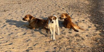 Scoglitti, cani liberi a Riviera Kamarina. I bagnanti: “Stiamo stati rincorsi”