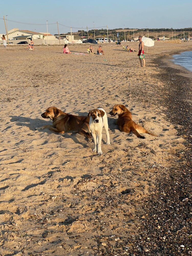 Scoglitti, cani liberi a Riviera Kamarina. I bagnanti: “Stiamo stati rincorsi”