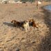 Scoglitti, cani liberi a Riviera Kamarina. I bagnanti: “Stiamo stati rincorsi”