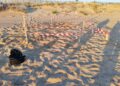 Scoglitti, individuato il secondo nido di tartarughe marine