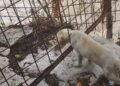 Modica, tredici cani detenuti come in un lager: denunciato un 41enne