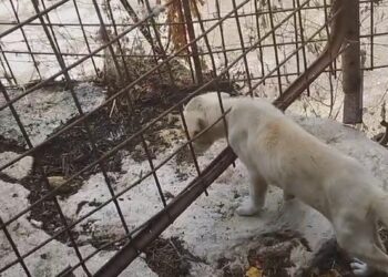 Modica, tredici cani detenuti come in un lager: denunciato un 41enne