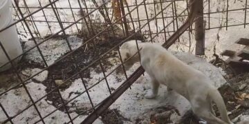 Modica, tredici cani detenuti come in un lager: denunciato un 41enne