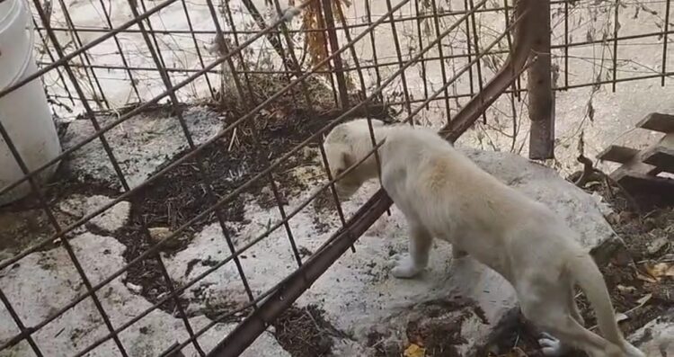 Modica, tredici cani detenuti come in un lager: denunciato un 41enne