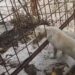 Modica, tredici cani detenuti come in un lager: denunciato un 41enne
