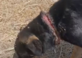 Orrore nelle campagne del Modicano, cucciola trovata con una corda stretta attorno al collo