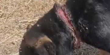 Orrore nelle campagne del Modicano, cucciola trovata con una corda stretta attorno al collo
