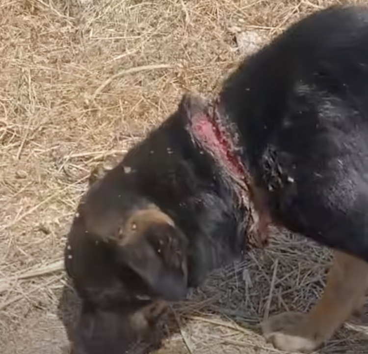 Orrore nelle campagne del Modicano, cucciola trovata con una corda stretta attorno al collo