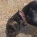 Orrore nelle campagne del Modicano, cucciola trovata con una corda stretta attorno al collo