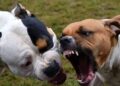 Pedalino, aggredito da due pitbull. Un 63enne in elisoccorso a Catania