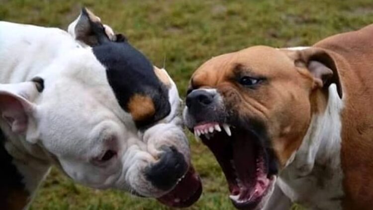 Pedalino, aggredito da due pitbull. Un 63enne in elisoccorso a Catania