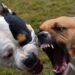 Pedalino, aggredito da due pitbull. Un 63enne in elisoccorso a Catania