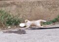 Gatto trovato morto a Modica, la Lav: “Presunto atto di crudeltà”