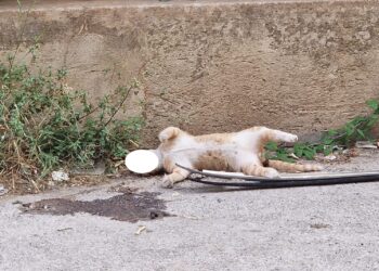 Gatto trovato morto a Modica, la Lav: “Presunto atto di crudeltà”