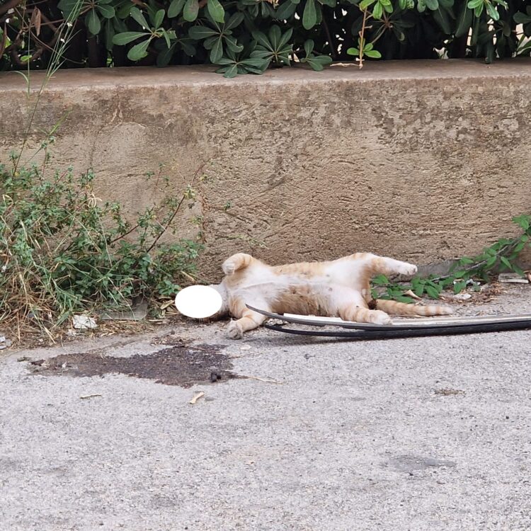 Gatto trovato morto a Modica, la Lav: “Presunto atto di crudeltà”