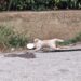 Gatto trovato morto a Modica, la Lav: “Presunto atto di crudeltà”