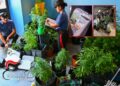 Ragusa, coltivava marijuana in casa: arrestato un 44enne