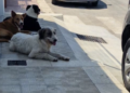Scoglitti, branco di randagi assale ragazzino