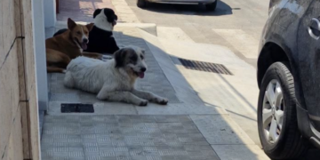 Scoglitti, branco di randagi assale ragazzino