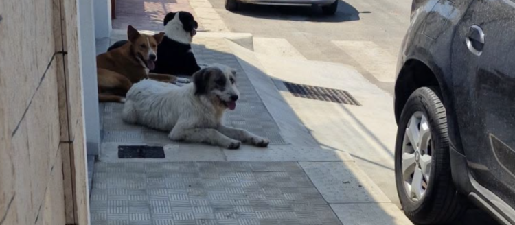 Scoglitti, branco di randagi assale ragazzino