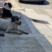Scoglitti, branco di randagi assale ragazzino
