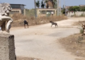 Acate, cane impedisce ad alcuni residenti di uscire dalla propria abitazione