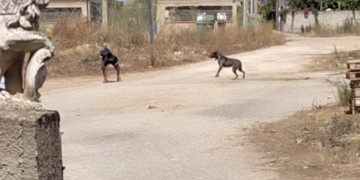 Acate, cane impedisce ad alcuni residenti di uscire dalla propria abitazione