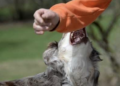 Sampieri, cane morde bambino: paura sul lungomare