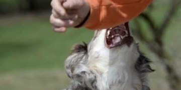 Sampieri, cane morde bambino: paura sul lungomare