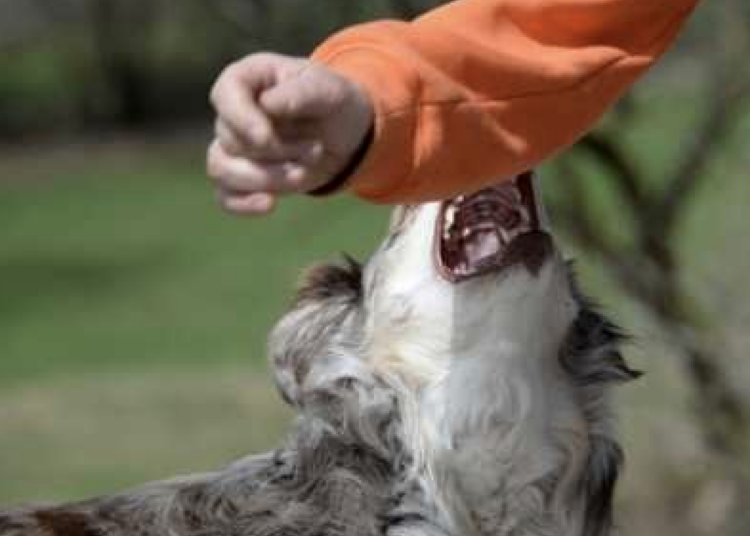 Sampieri, cane morde bambino: paura sul lungomare