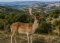 Contenimento daini nel Ragusano, la Regione chiarisce