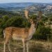 Contenimento daini nel Ragusano, la Regione chiarisce