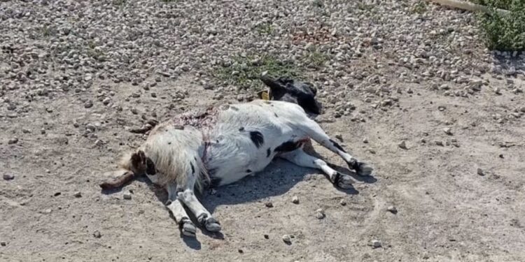 Randagismo a Frigintini, capretta uccisa dal branco