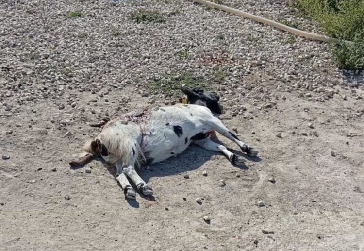 Randagismo a Frigintini, capretta uccisa dal branco