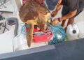 Ragusa, la Protezione civile salva una Caretta caretta