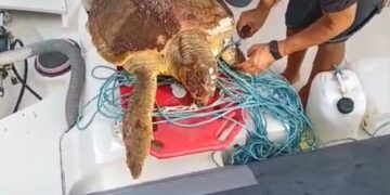 Ragusa, la Protezione civile salva una Caretta caretta